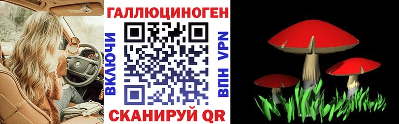 Купить  Серафимович  Галлюциногенные грибы Cubensis 